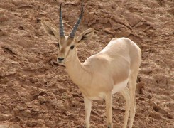 Safari 'Wildlife of Iran' - Varjin, Khojir & Muteh protected areas