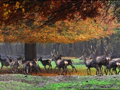 Golestan Safari - 