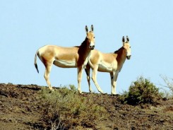 Kavir National Park Safari - Tehran – Kavir National Park  – Khar Touran –  Tehran 