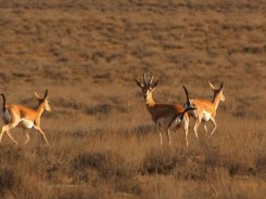 Cultural and Safari Tour in 9 Days - ROUT: Shiraz / Bamou national Park/ Bahram e goor protected area and Ghatrooyeh national park / Persepolis 